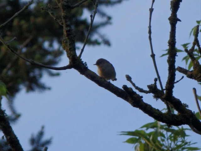 Common Chiffchaff - ML636458795
