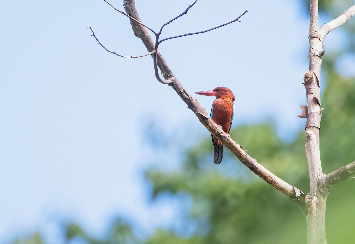 Brown-breasted Kingfisher - ML636458914