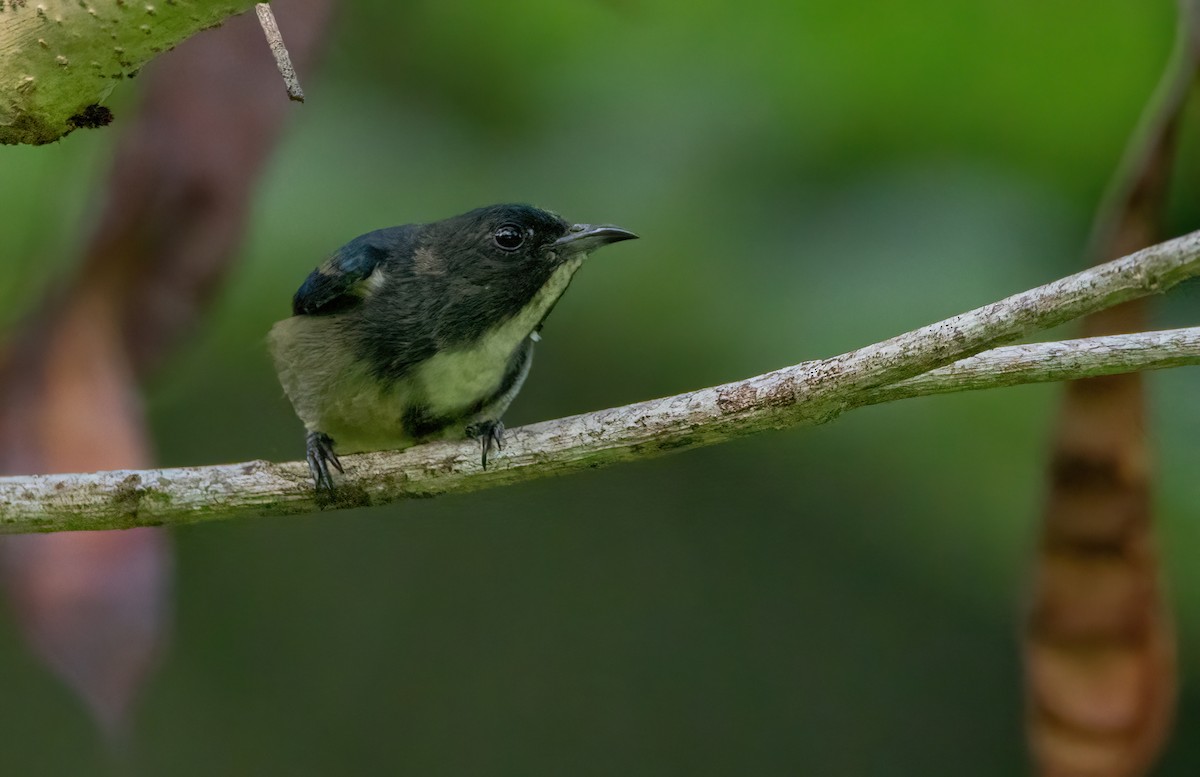 Zwergmistelfresser - ML636458968