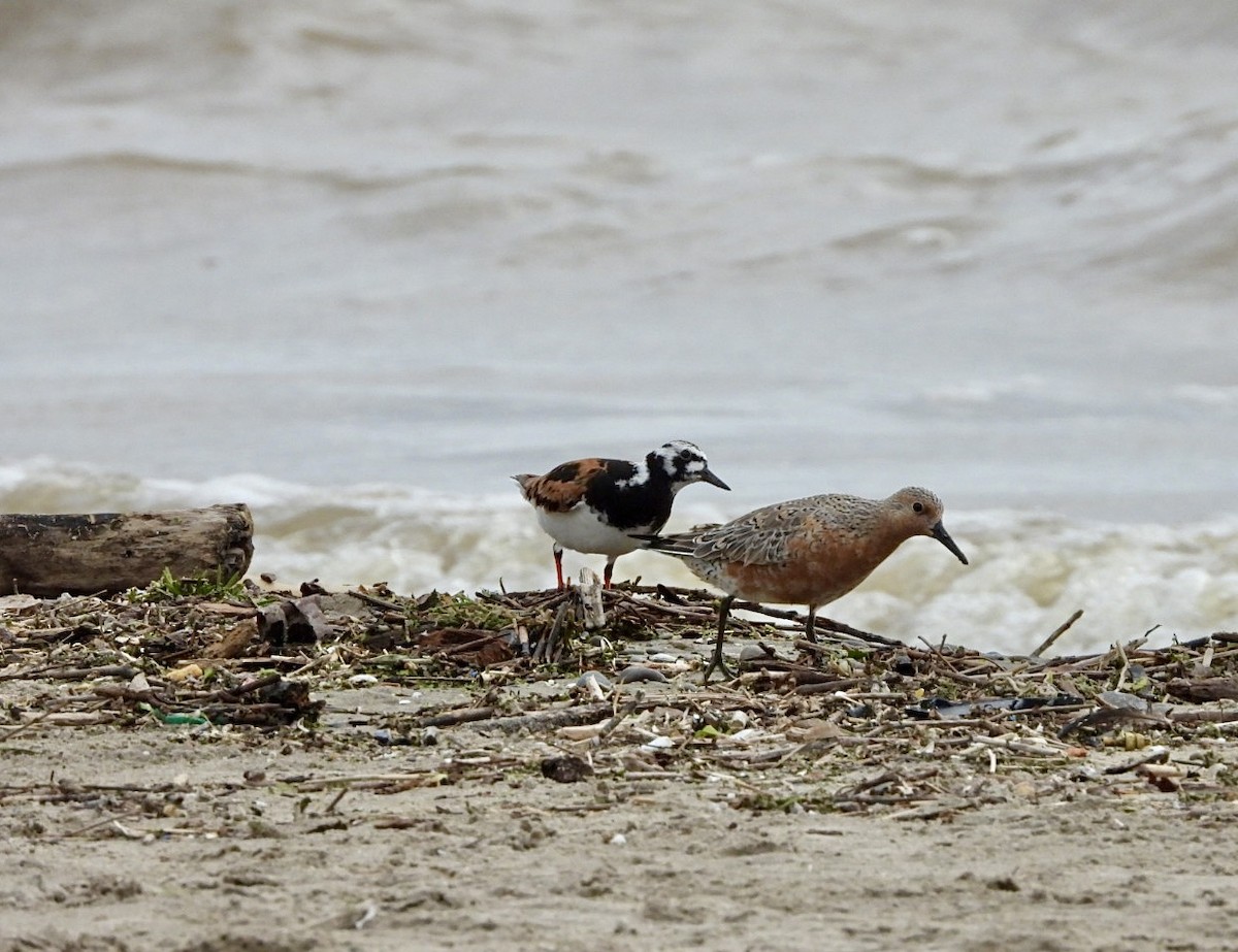 Ruddy Turnstone - Jean Hampson