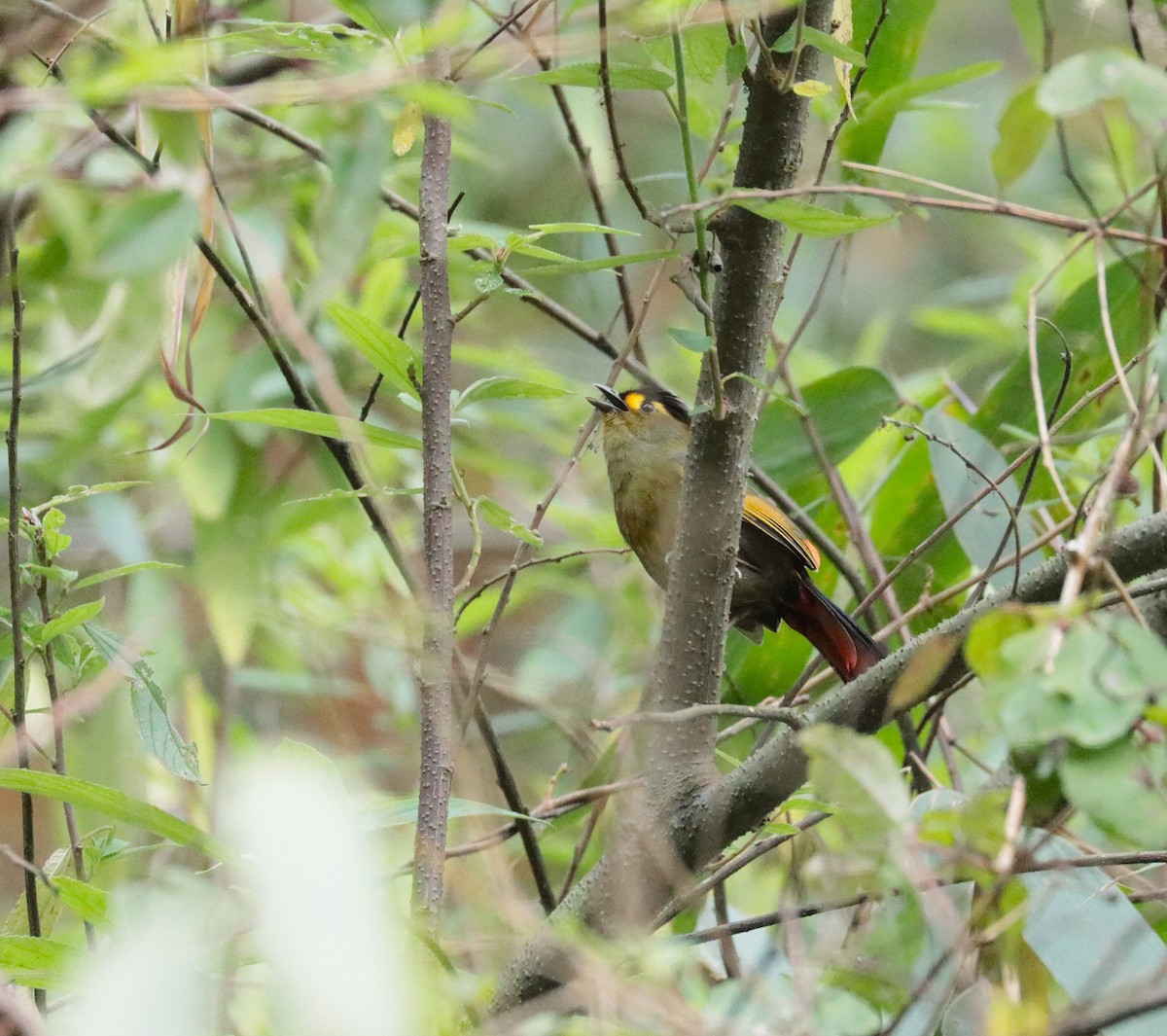 Bugun Liocichla - ML636459117