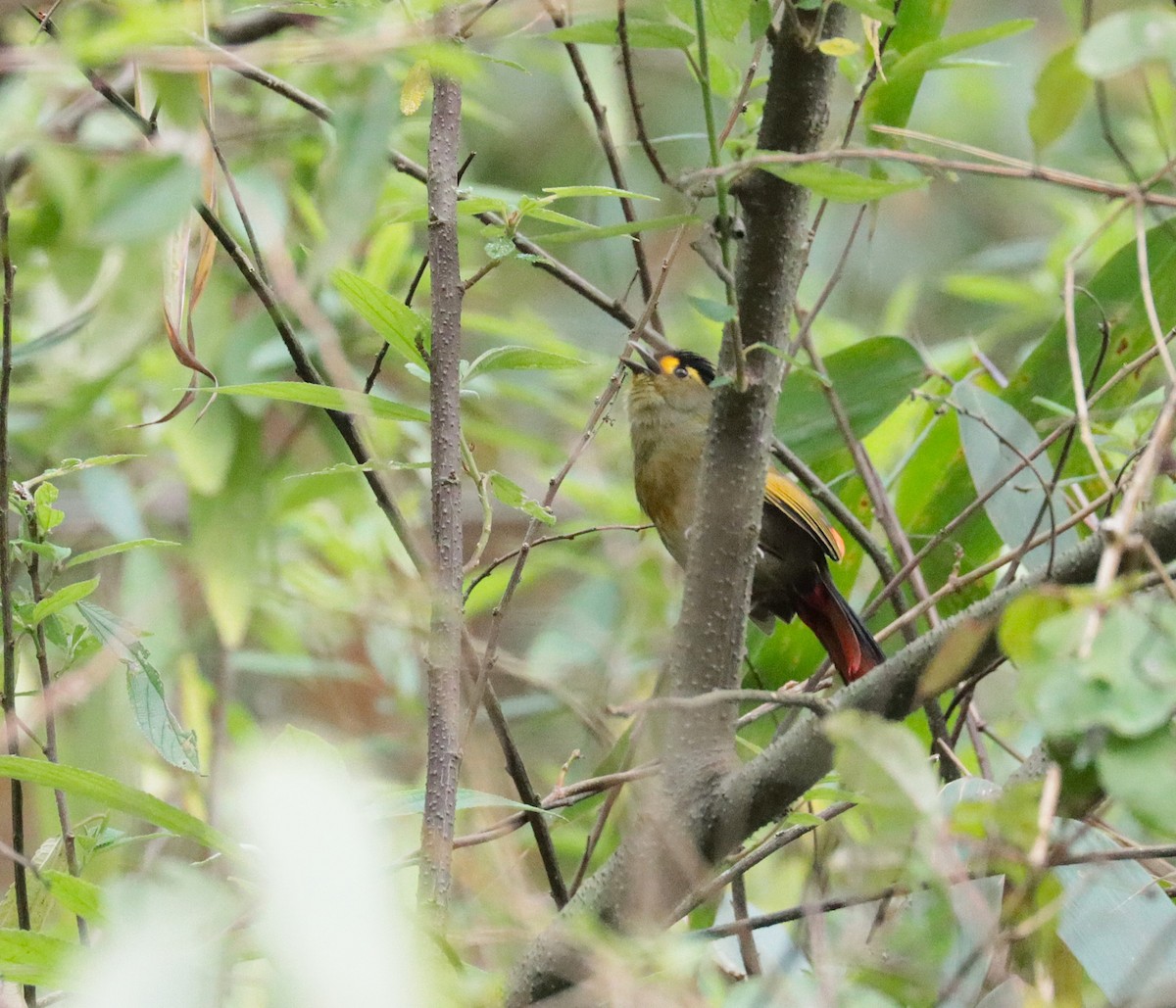 Bugun Liocichla - ML636459119