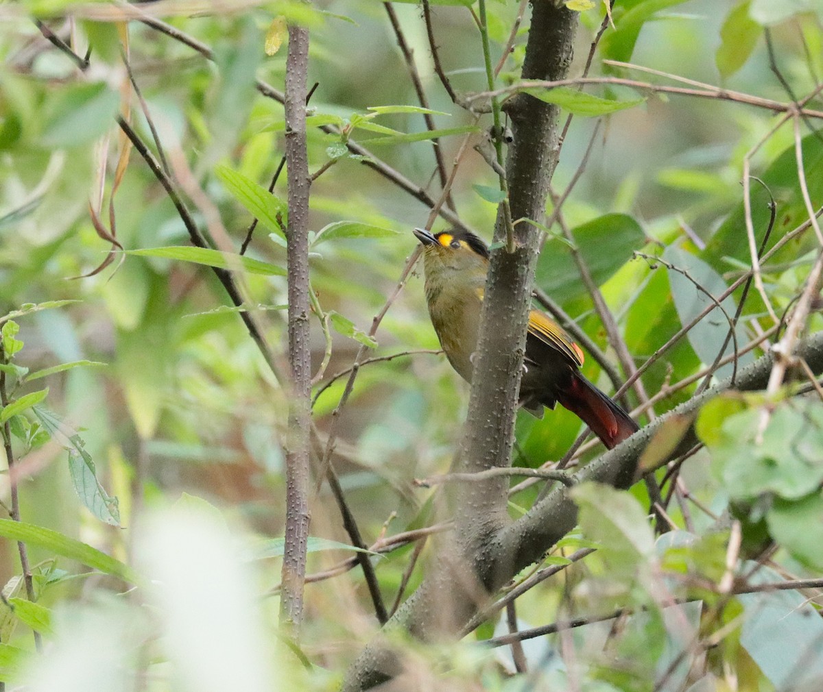 Bugun Liocichla - ML636459120