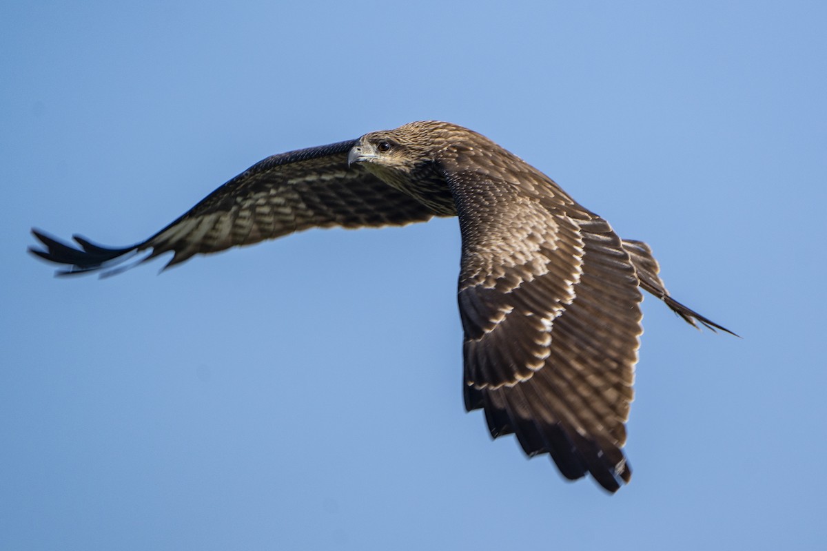 Сохор элээ - ML636459146