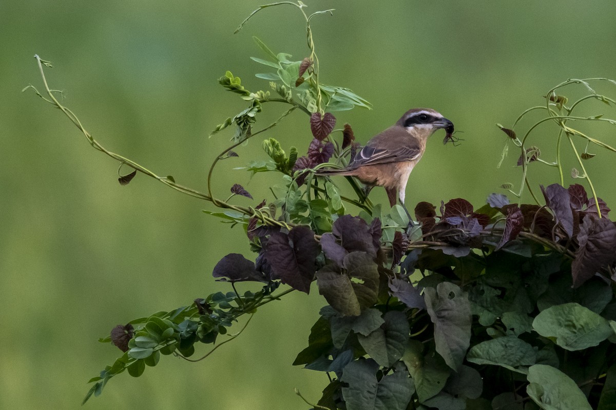 Ухаа дунхай - ML636459150