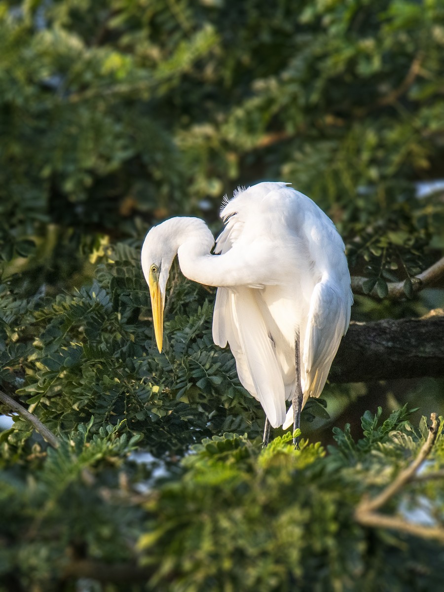 Цасч дэглий - ML636459161