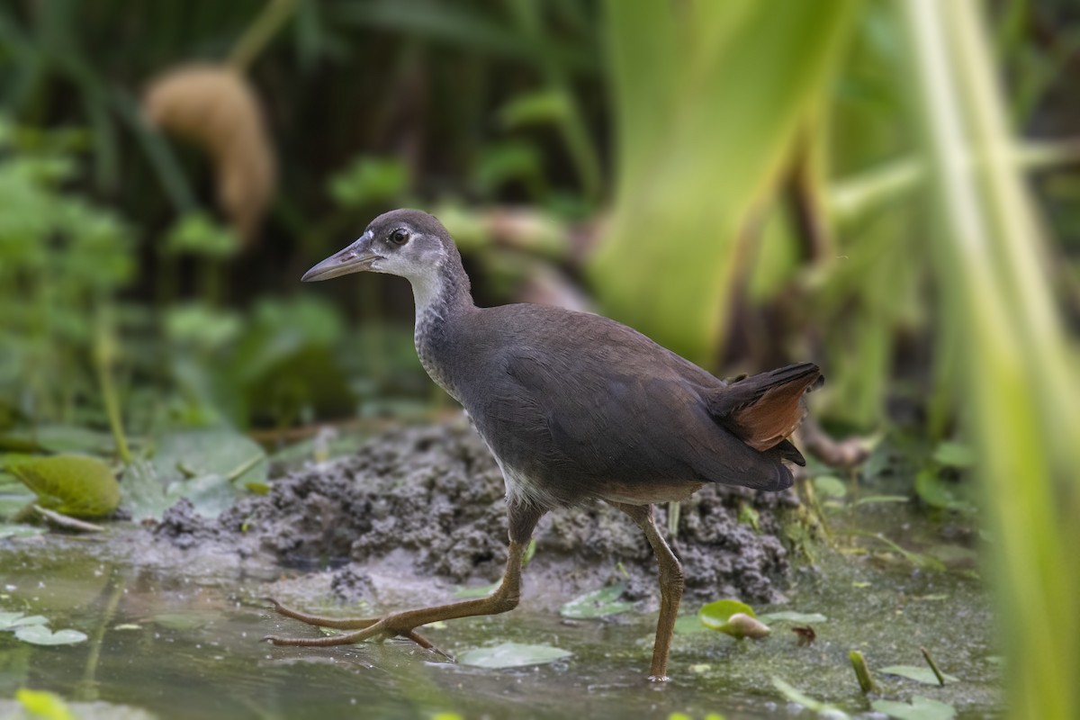 White-breasted Waterhen - ML636459196