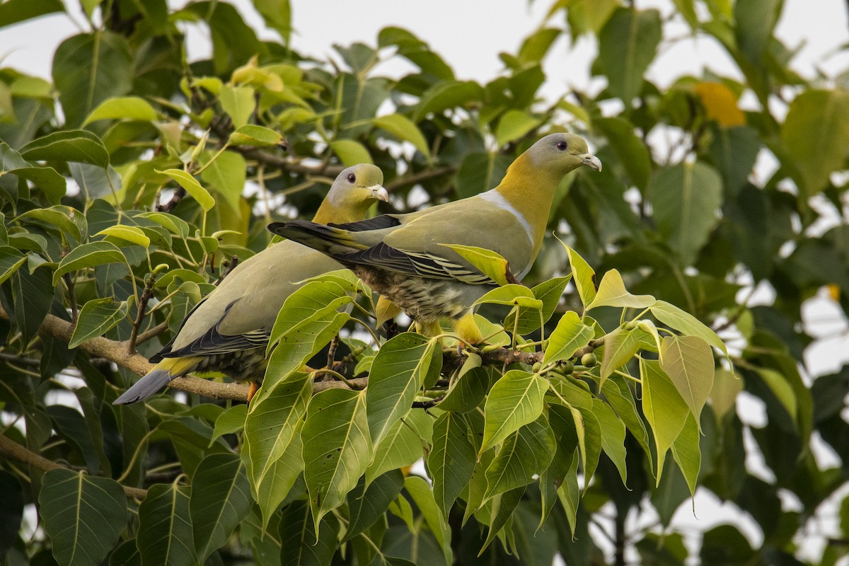 Yellow-footed Green-Pigeon - ML636459200