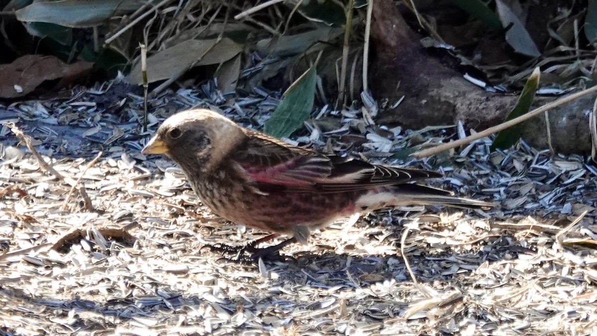 Asian Rosy-Finch - ML636459243