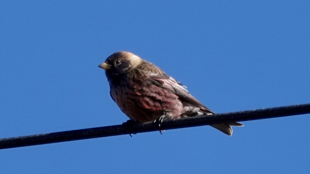Asian Rosy-Finch - ML636459249