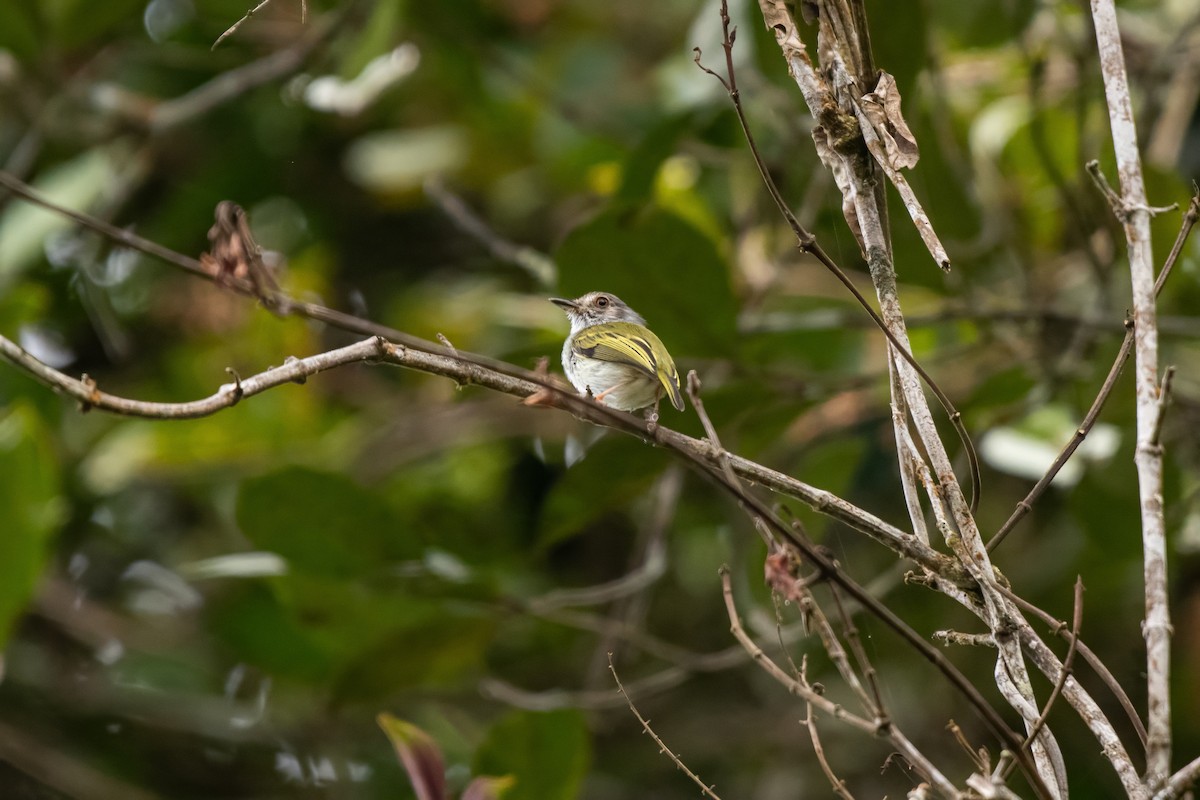 White-bellied Pygmy-Tyrant - ML636459250