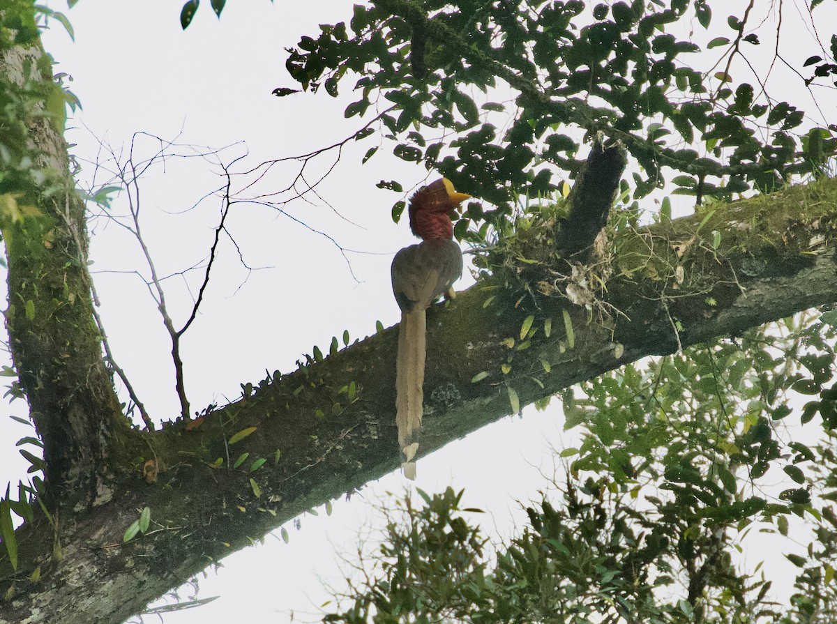 Helmeted Hornbill - ML636459515