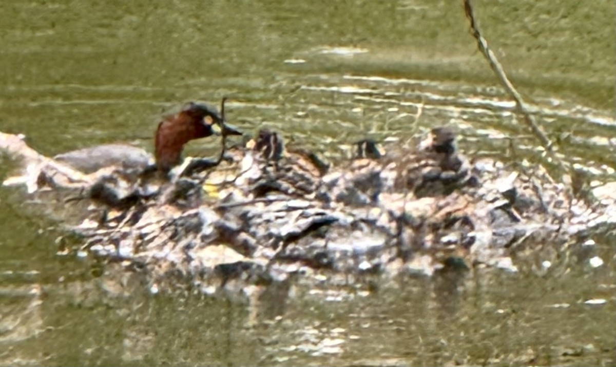 Little Grebe - ML636459589