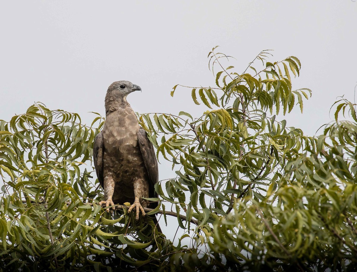 Oriental Honey-buzzard - ML636459642