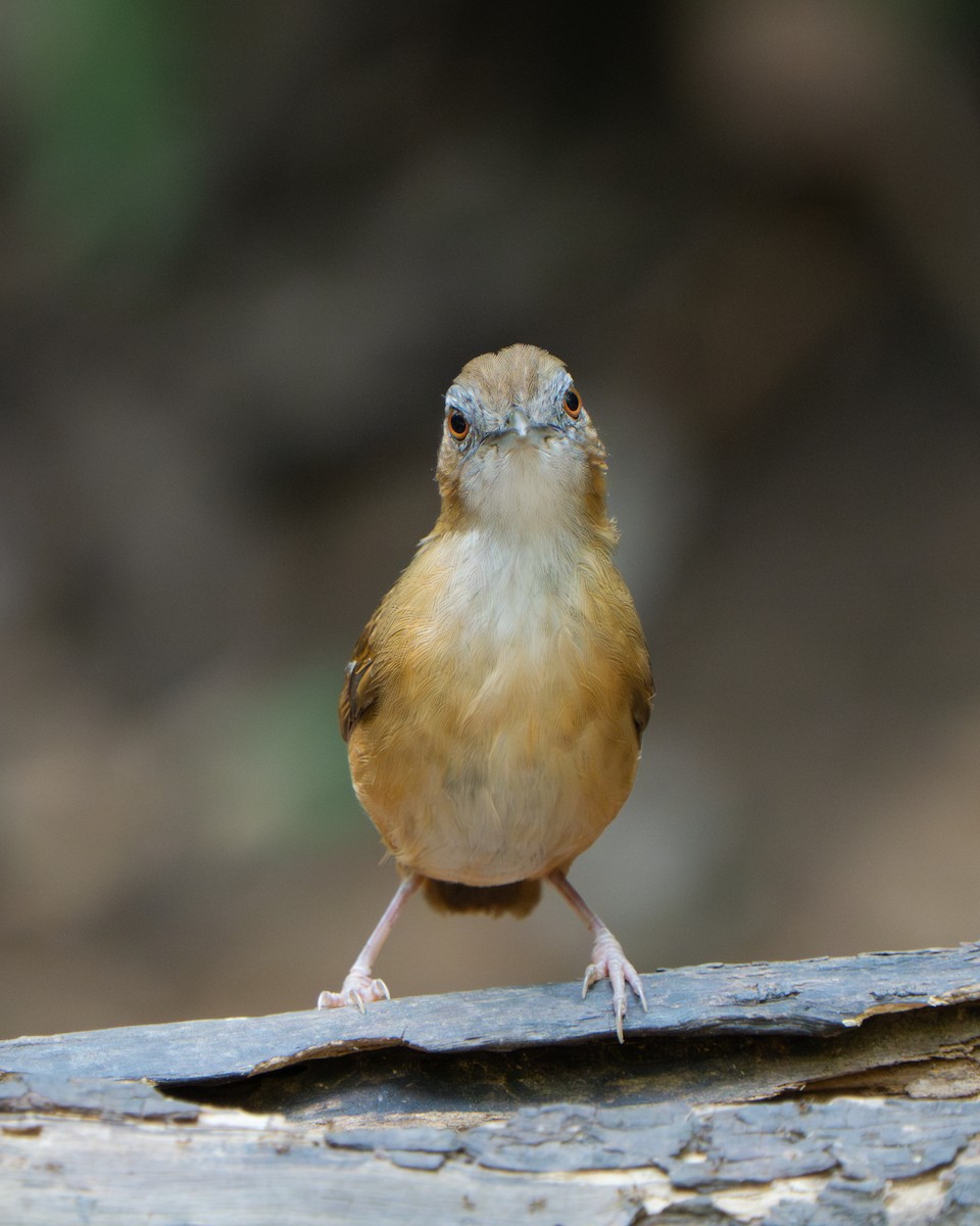 Abbott's Babbler - ML636459763