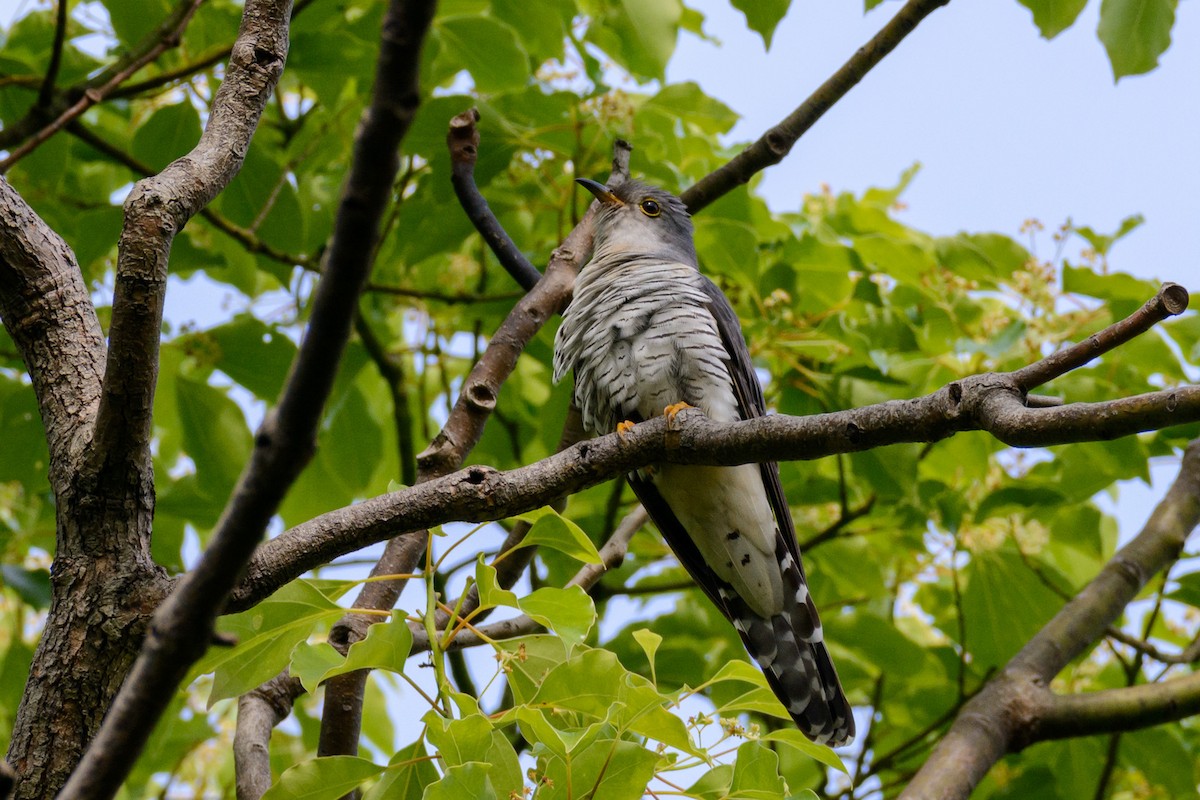 Lesser Cuckoo - ML636459870