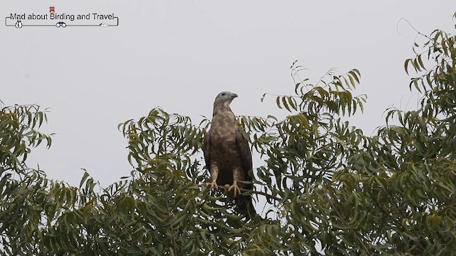 Oriental Honey-buzzard - ML636459896