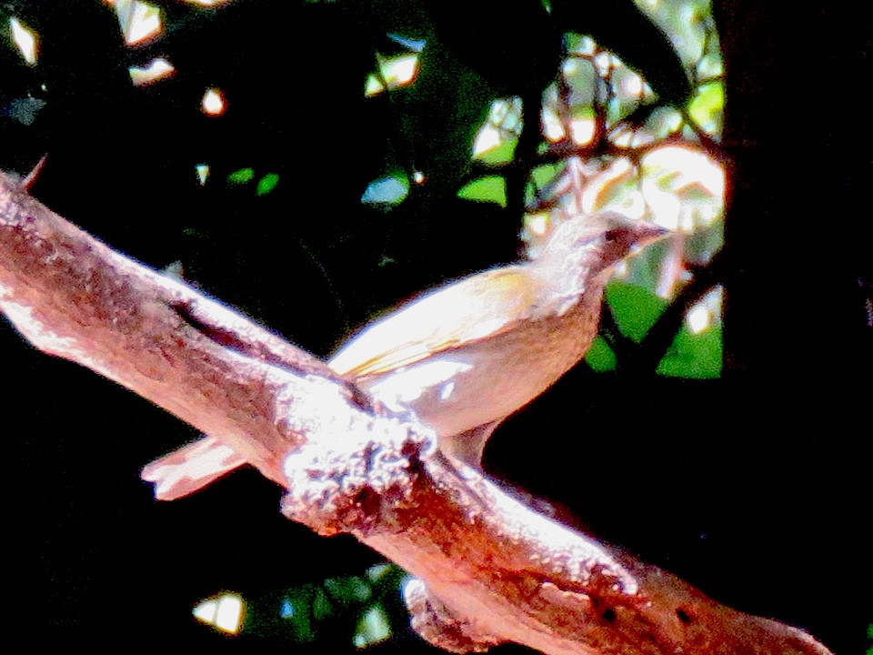 Spotted Honeyguide - ML636459897
