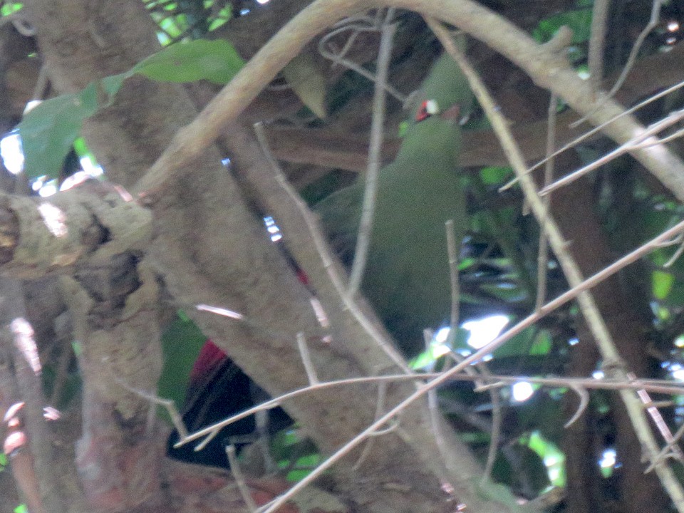 Guinea Turaco - ML636459951