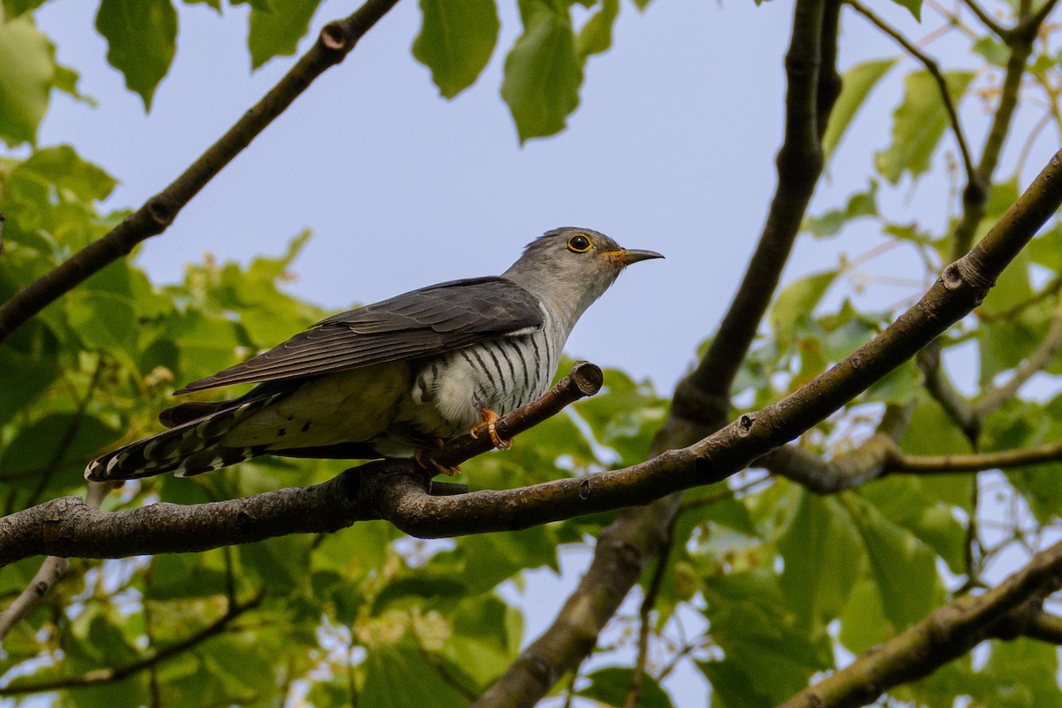 Lesser Cuckoo - ML636459976