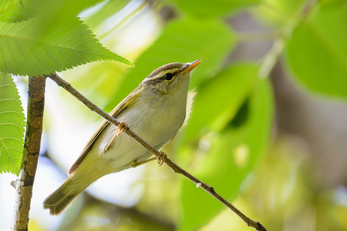 Eastern Crowned Warbler - ML636460002