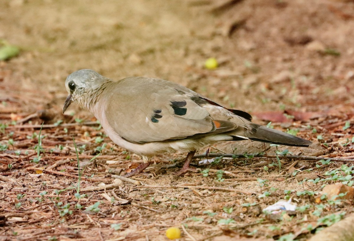 Black-billed Wood-Dove - ML636460019