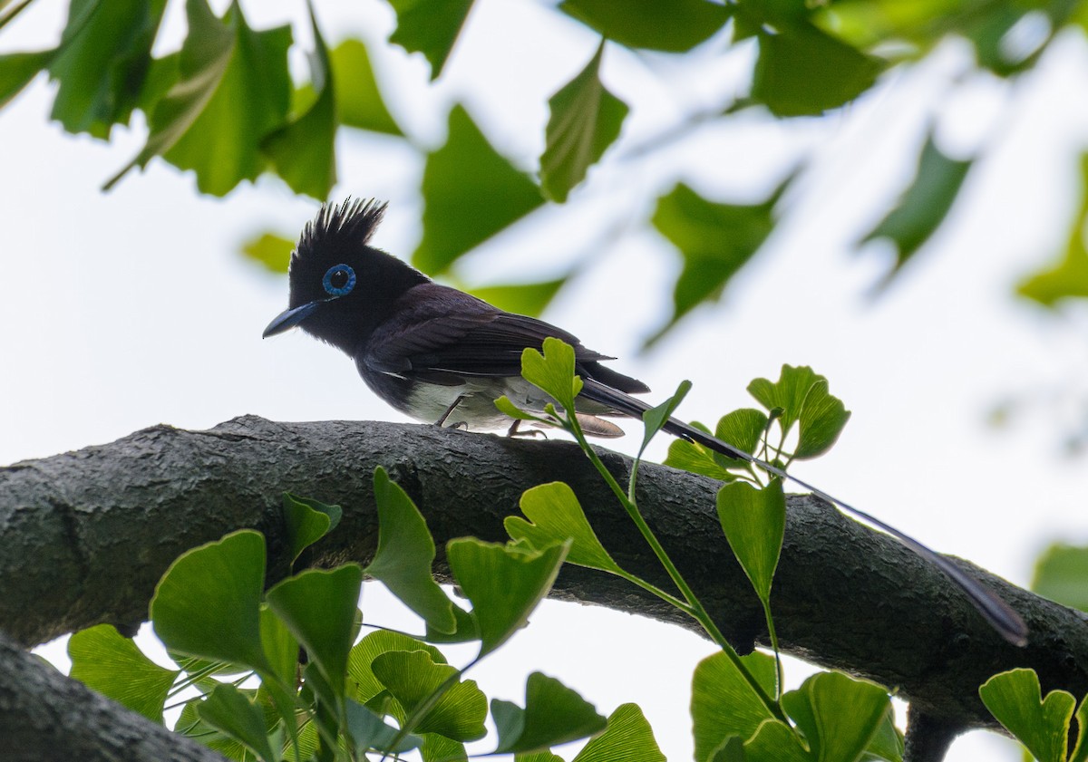 Black Paradise-Flycatcher - ML636460066