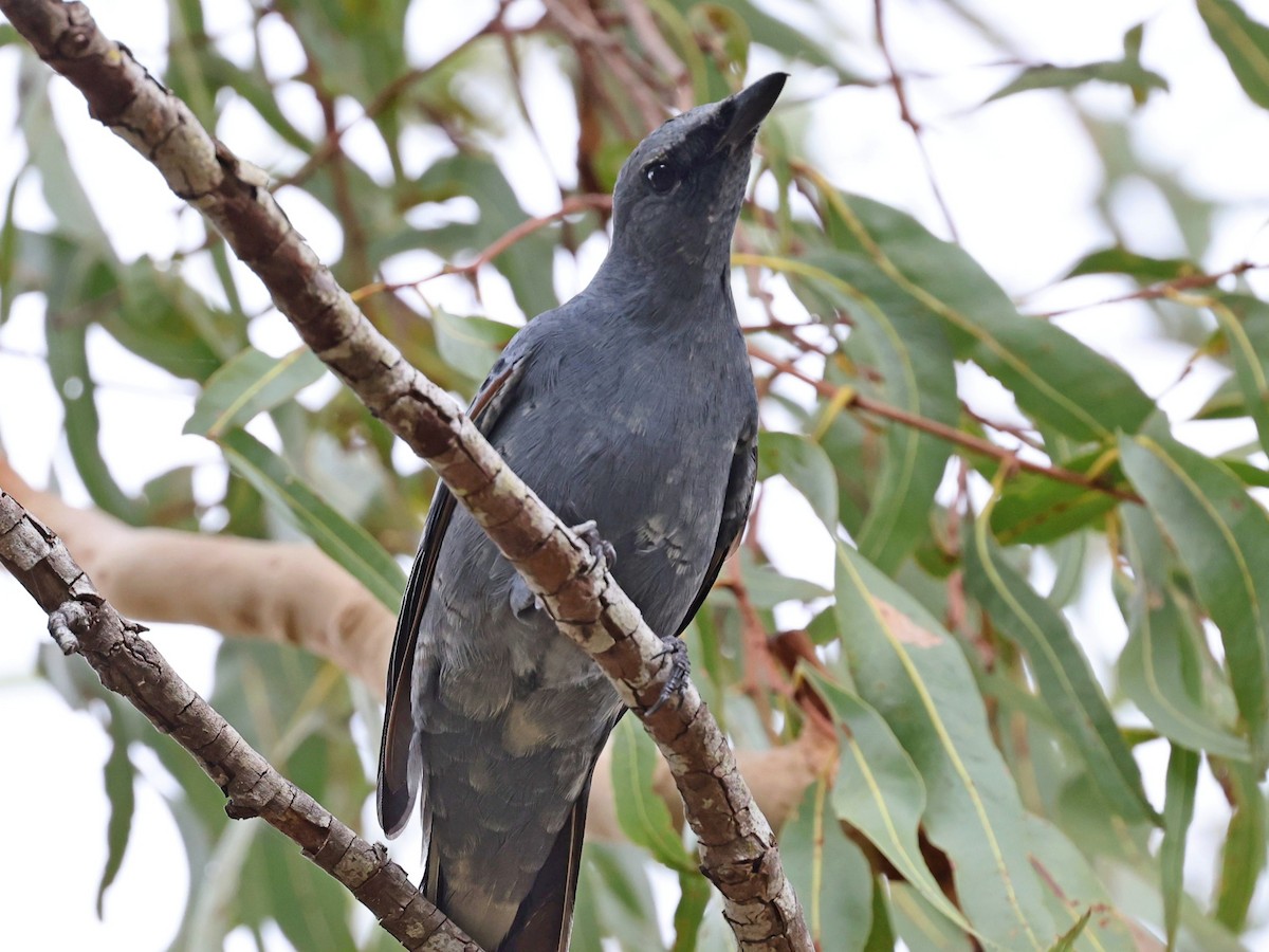 Sahul Cicadabird - ML636460123