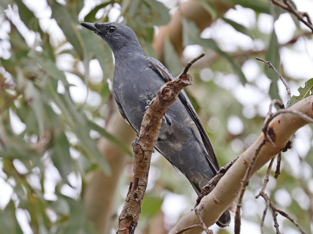 Sahul Cicadabird - ML636460126