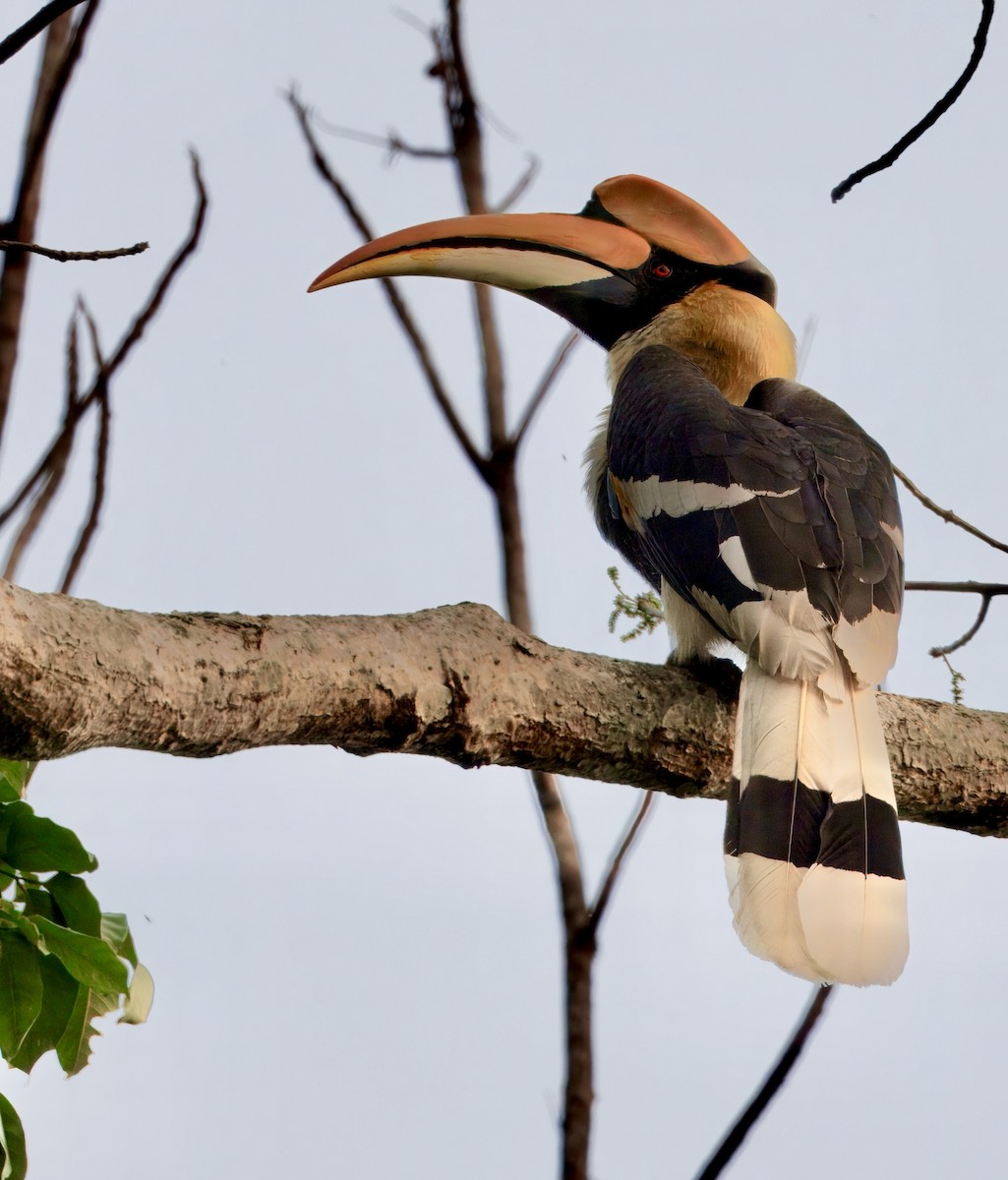 オオサイチョウ - ML636460180