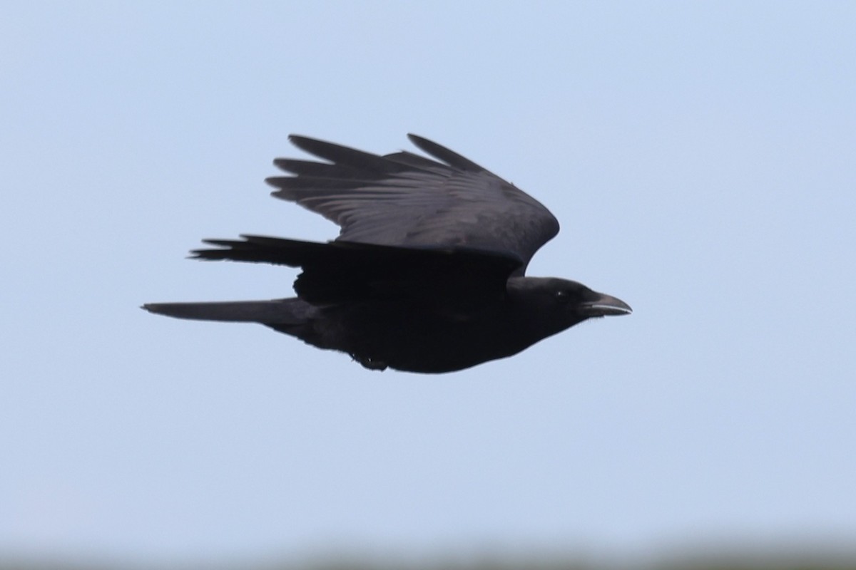 American Crow - ML636460190
