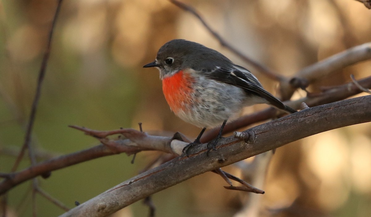 Scarlet Robin - David  Tytherleigh