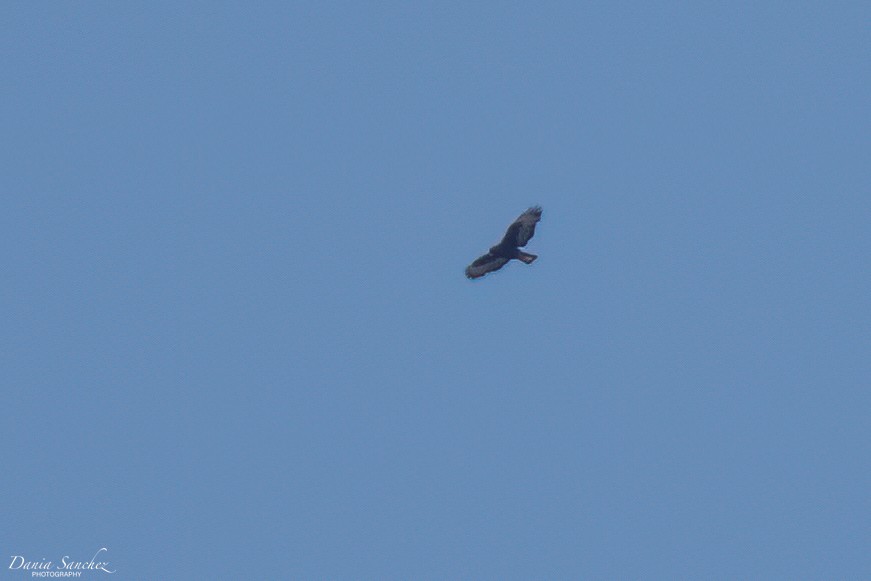 Short-tailed Hawk - ML636460366