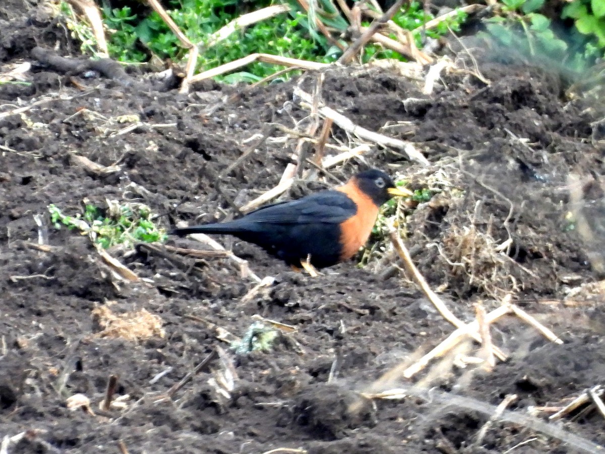 Rufous-collared Robin - ML636460375