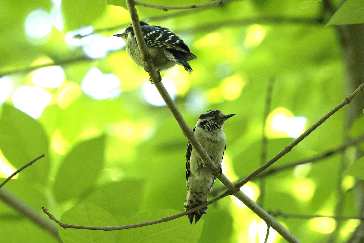 Downy Woodpecker - ML636460378