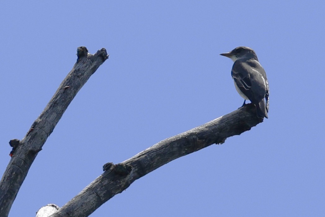 Olive-sided Flycatcher - ML636460393