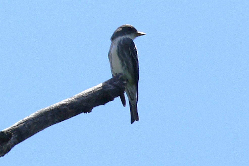 Olive-sided Flycatcher - ML636460404