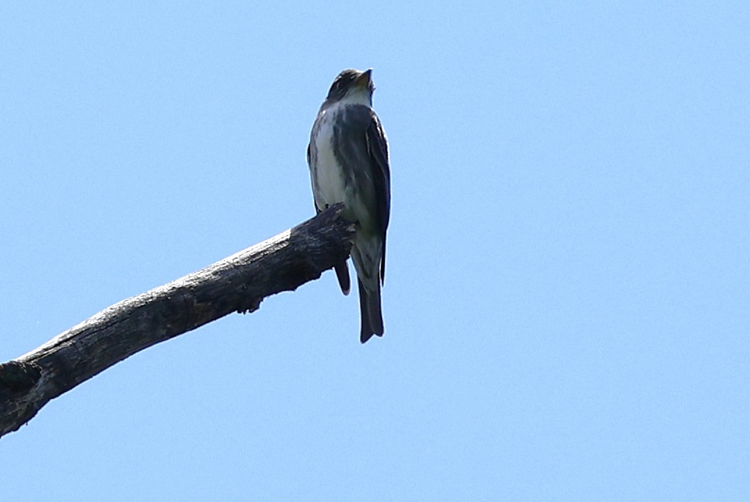Olive-sided Flycatcher - ML636460406