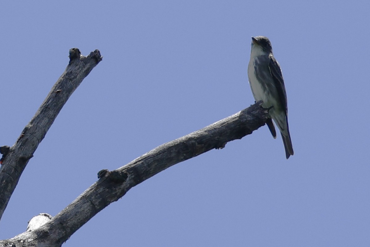 Olive-sided Flycatcher - ML636460407
