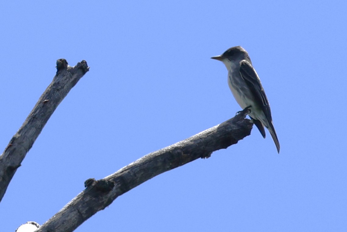Olive-sided Flycatcher - ML636460410