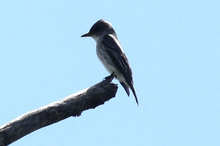 Olive-sided Flycatcher - ML636460414