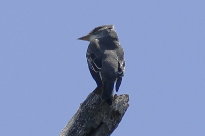 Olive-sided Flycatcher - ML636460418