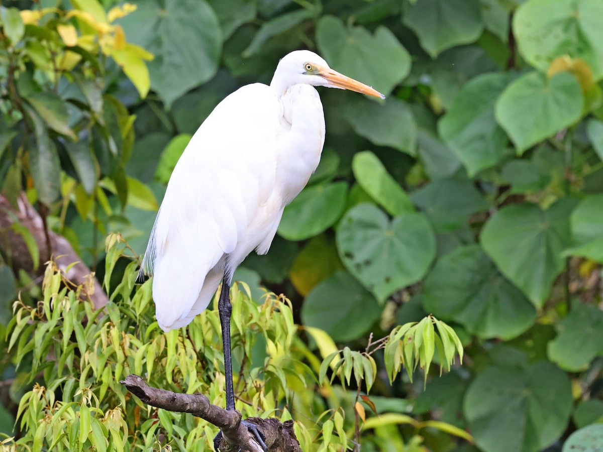 Great Egret - ML636460449