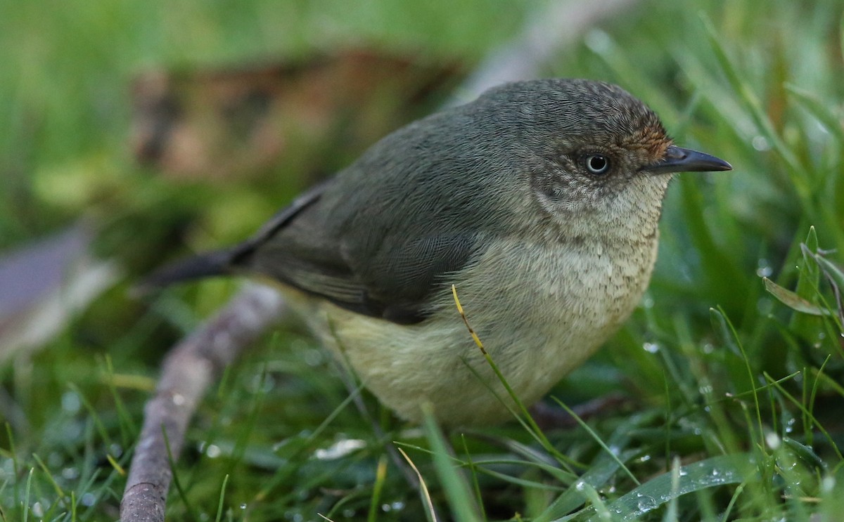 Buff-rumped Thornbill - ML63646061