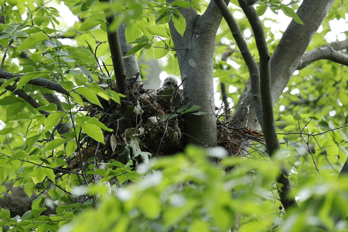 Red-shouldered Hawk - ML636460640
