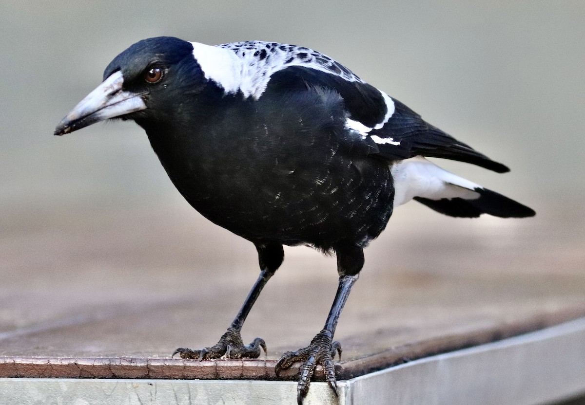 Australian Magpie (Western) - ML636460652