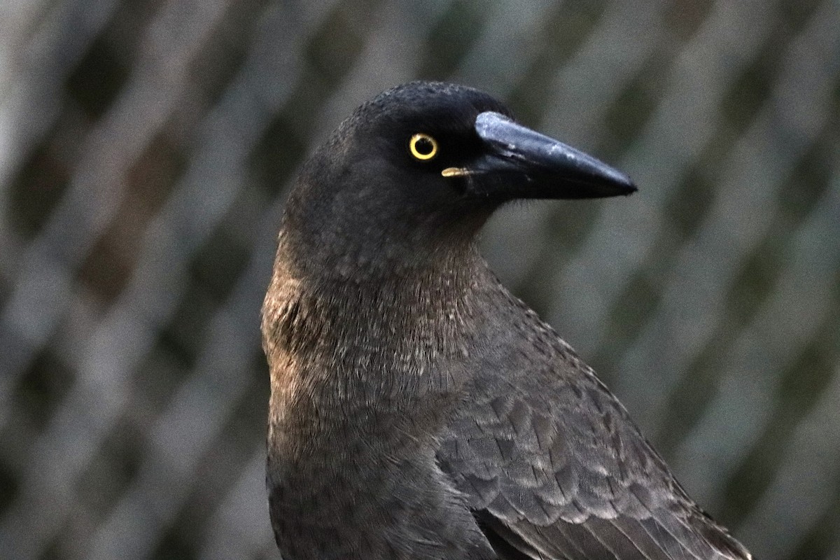 Gray Currawong (Gray) - ML636460663