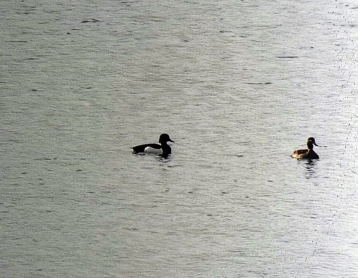 Tufted Duck - ML636460705