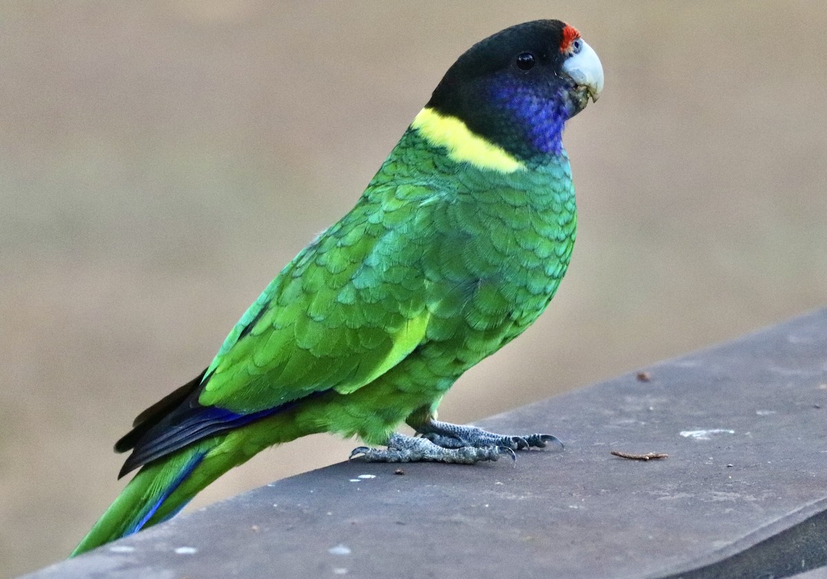 Australian Ringneck (Twenty-eight) - ML636460712