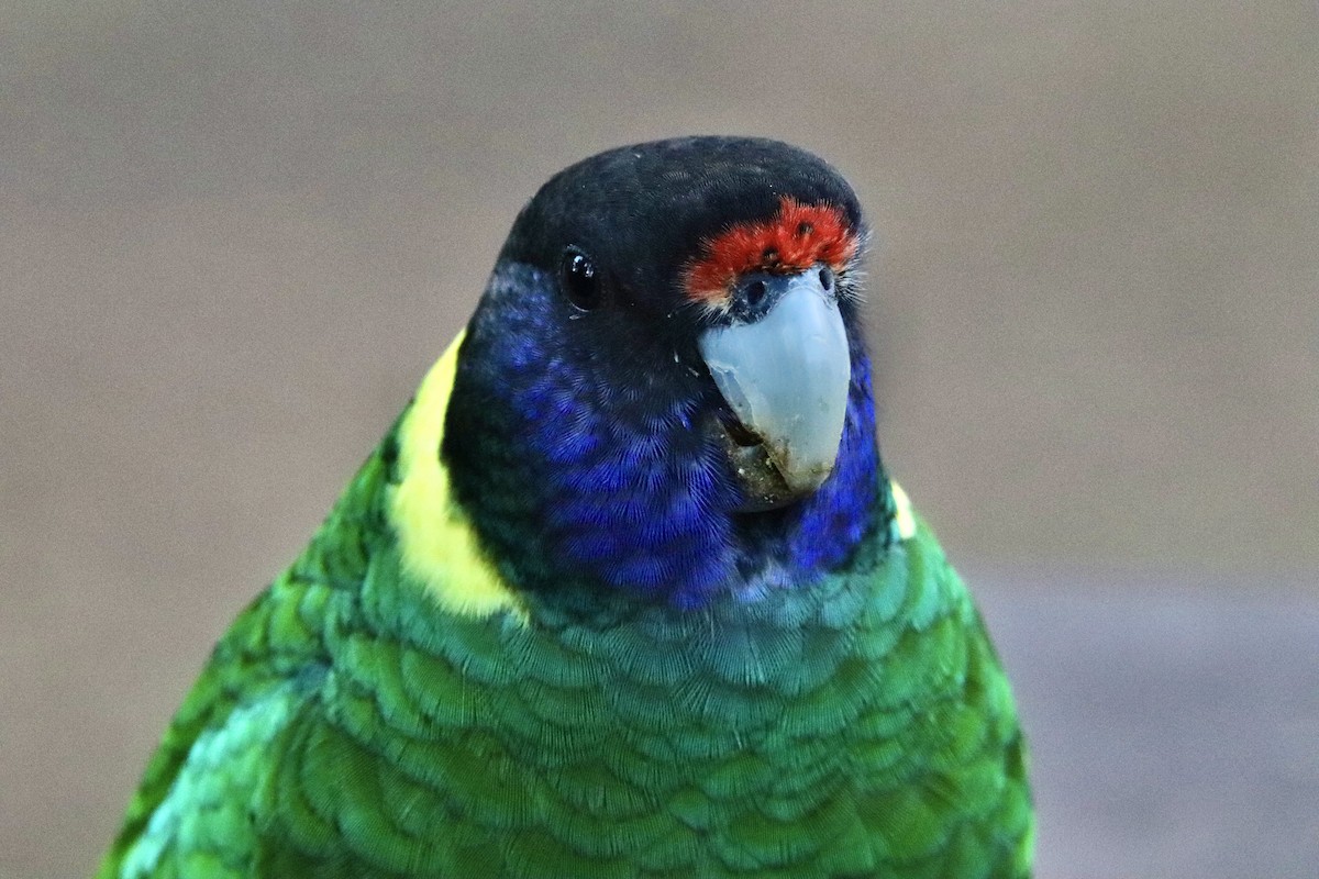 Australian Ringneck (Twenty-eight) - ML636460713